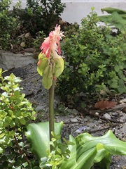Veltheimia capensis