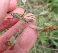 Tulbaghia ludwigiana