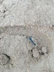 Paltothyreus tarsatus
