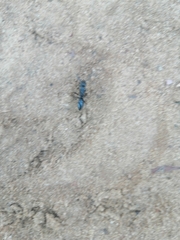 Paltothyreus tarsatus