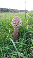 Macrolepiota