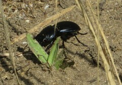 Pasimachus elongatus