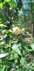 Clematis montevidensis