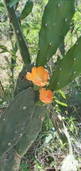 Opuntia elata