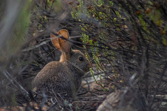 Pronolagus rupestris