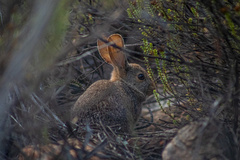 Pronolagus rupestris