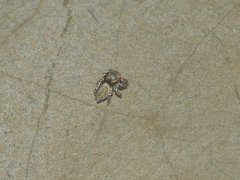 Carrhotus