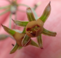 Tulbaghia ludwigiana