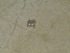 Carrhotus