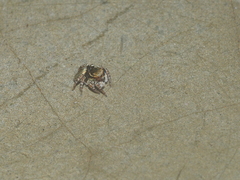 Carrhotus