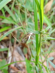Oxyopes javanus
