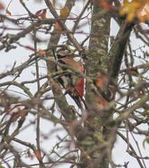Dendrocopos major