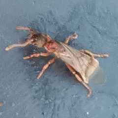 Myrmica