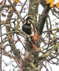 Dendrocopos major