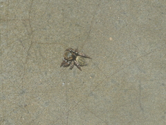 Carrhotus