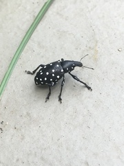 Curculionidae
