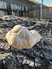 Trichoderma peltatum