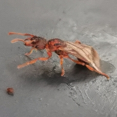 Myrmica