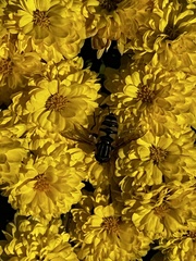Helophilus fasciatus