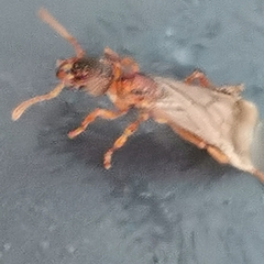 Myrmica