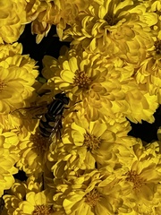 Helophilus fasciatus