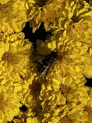 Helophilus fasciatus