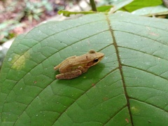 Chalcorana parvaccola