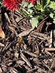 Sceliphron caementarium