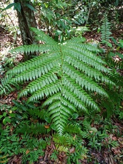 Alsophila latebrosa