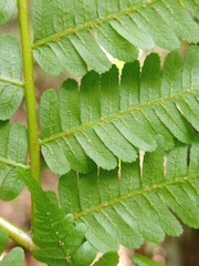 Alsophila latebrosa