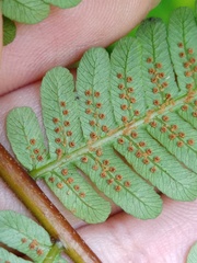 Alsophila latebrosa
