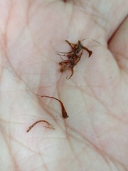 Alsophila latebrosa