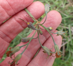 Tulbaghia ludwigiana