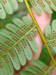 Alsophila latebrosa