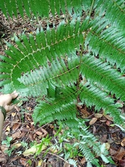 Alsophila latebrosa