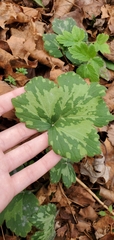 Hydrophyllum appendiculatum