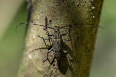 Colobothea rubroornata