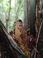 Alsophila latebrosa