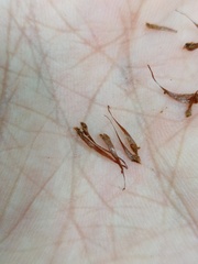 Alsophila latebrosa