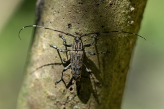 Colobothea rubroornata