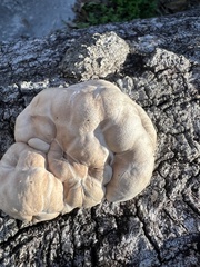 Trichoderma peltatum