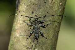 Colobothea rubroornata