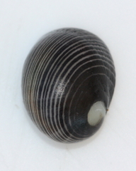 Nerita picea