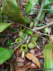 Nepenthes ampullaria