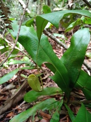 Nepenthes ampullaria