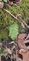 Woodsia obtusa