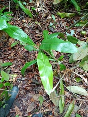 Nepenthes ampullaria