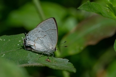 Symbiopsis lenitas
