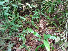 Nepenthes ampullaria