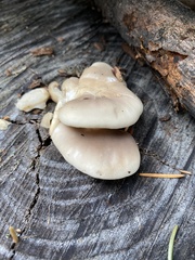 Pleurotus ostreatus